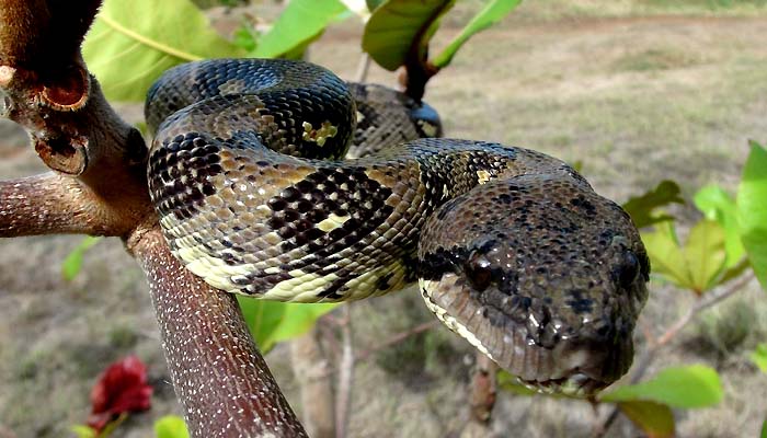 Hike and boa in nosy be